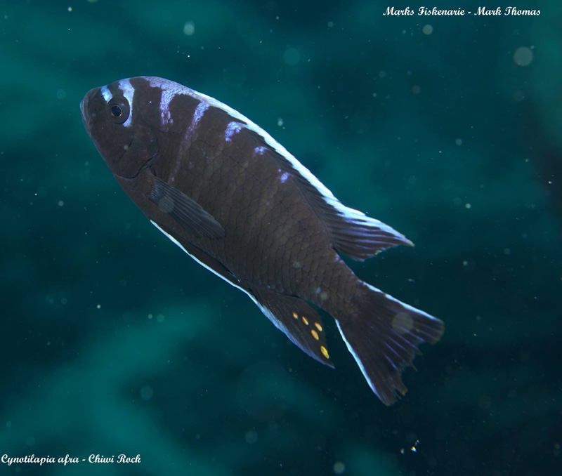 Cynotilapia afra 'Chiwi Rocks'